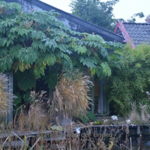 Tetrapanax papyrifer 'Rex'