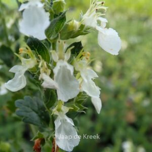 Teucrium chamaedrys 'Album'