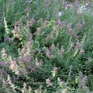 Teucrium lucidrys