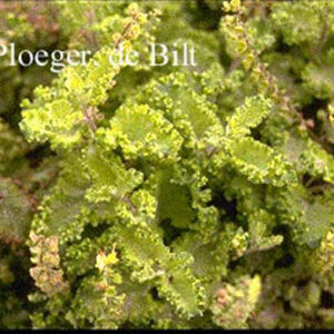 Teucrium scorodonia 'Crispum'