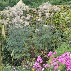 Thalictrum 'Anne'