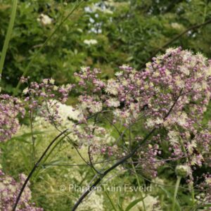 Thalictrum 'Elin'