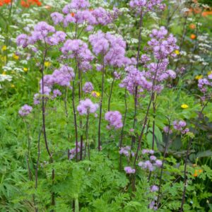 Thalictrum aquilegifolium