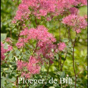 Thalictrum aquilegifolium 'Thundercloud'