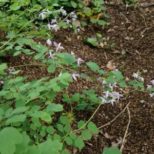 Thalictrum delavayi