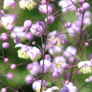 Thalictrum delavayi 'Ankum'