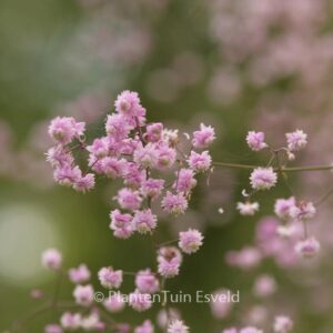 Thalictrum delavayi 'Hewitt's Double'