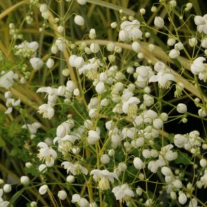 Thalictrum delavayi 'Splendide White'