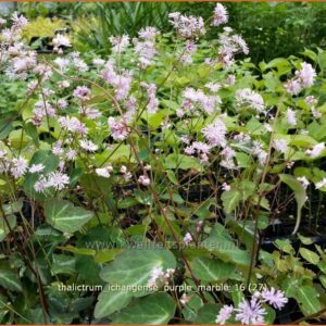 Thalictrum ichangense 'Purple Marble'