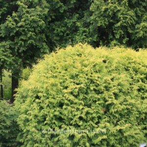Thuja occidentalis 'Golden Globe'