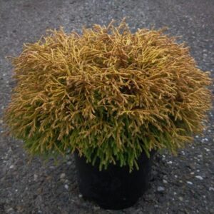 Thuja occidentalis 'Golden Tuffet'