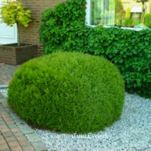 Thuja occidentalis 'Little Giant'
