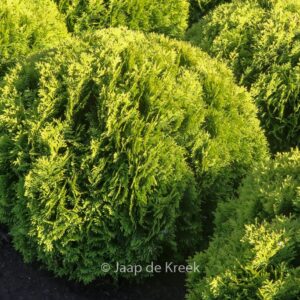 Thuja occidentalis 'Mirjam'