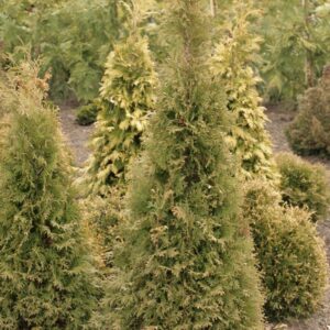 Thuja occidentalis 'Pyramidalis Compacta'