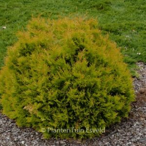 Thuja occidentalis 'Rheingold'