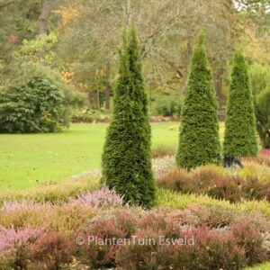 Thuja occidentalis 'Smaragd'