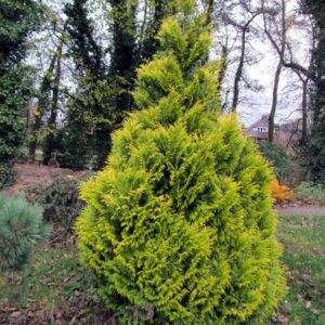 Thuja plicata '4ever' (GOLDY)