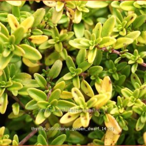 Thymus citriodorus 'Golden Dwarf'