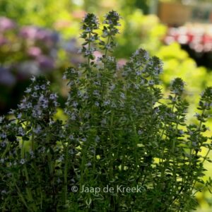 Thymus citriodorus 'Lemon Variegated'