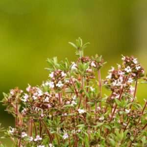 Thymus citriodorus 'Orange'