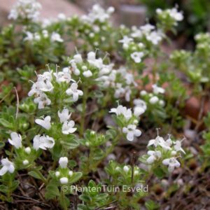Thymus praecox 'Albiflorus'