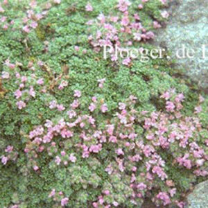 Thymus praecox 'Minor'