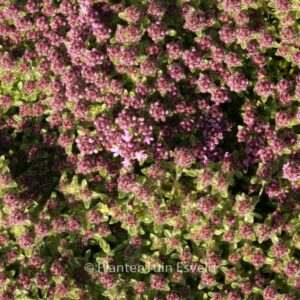 Thymus praecox 'Pink Chintz'