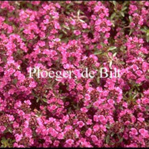 Thymus praecox 'Purple Beauty'