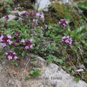 Thymus pulegioides