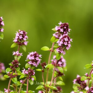 Thymus pulegoides 'Tabor'