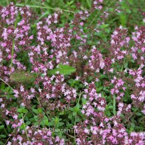 Thymus serpyllum