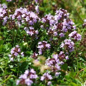 Thymus vulgaris