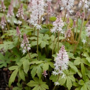 Tiarella 'Spring Symphony'
