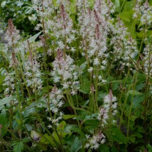 Tiarella 'Sugar and Spice'