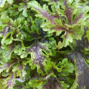 Tiarella 'Sylvan Lace'