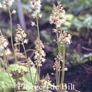 Tiarella cordifolia 'Moorgruen'