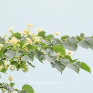 Tilia cordata