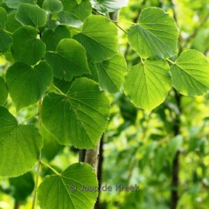 Tilia cordata 'B&ouml;hlje'