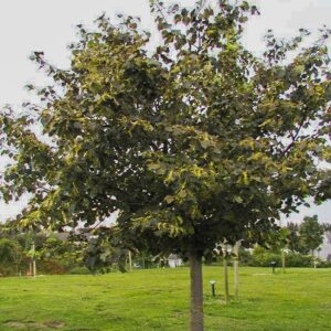 Tilia cordata 'Green Globe'