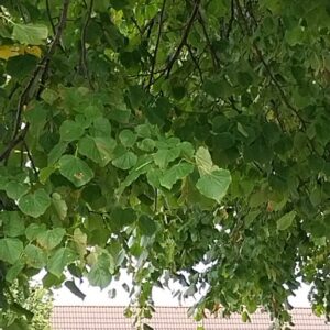Tilia europaea 'Euchlora'