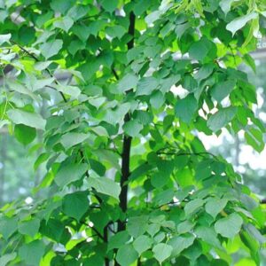 Tilia europaea 'Pallida'