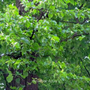 Tilia europaea 'Zwarte Linde'