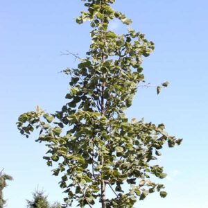 Tilia platyphyllos 'Delft'
