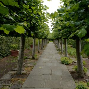 Tilia platyphyllos 'Rubra'