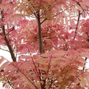 Toona sinensis 'Flamingo'