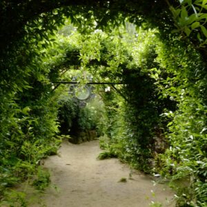 Trachelospermum jasminoides