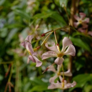 Trachelospermum jasminoides 'Pink Shower'