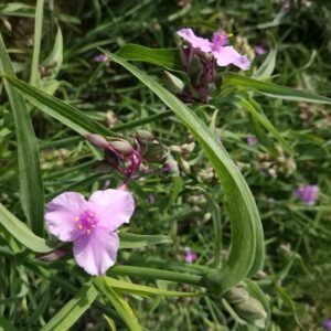 Tradescantia 'Perrine's Pink'