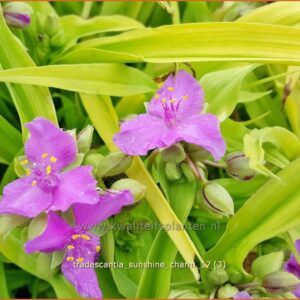 Tradescantia 'Sunshine Charm'