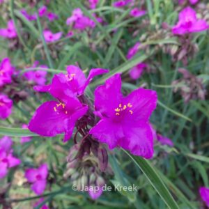 Tradescantia andersoniana 'Red Grape'